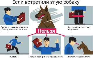 Вниманию владельцев собак!