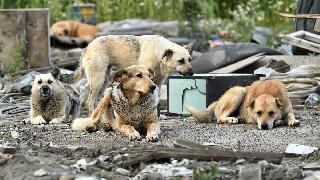 Памятка для населения по профилактике бешенства