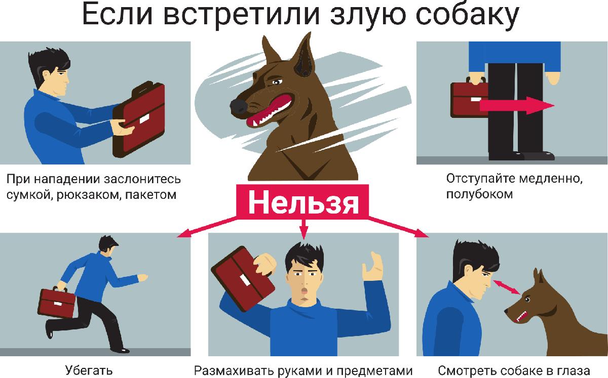 Вниманию владельцев собак!